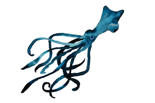 Acquerello Calamaro Disegno Schizzo — Vettoriale Stock