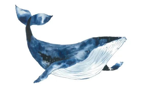 Watercolr Μπλε Φάλαινα Εκτύπωσης — Διανυσματικό Αρχείο