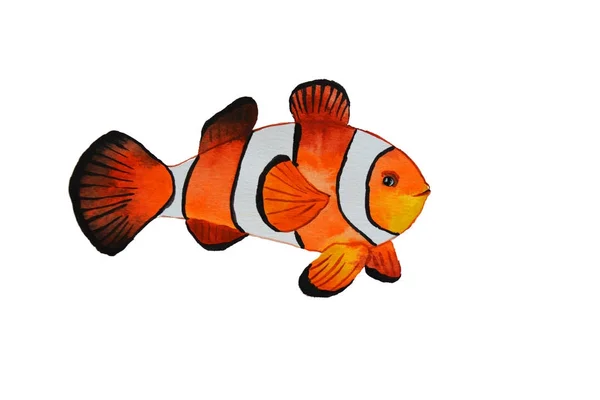 Ilustrasi Cat Air Ikan Badut - Stok Vektor