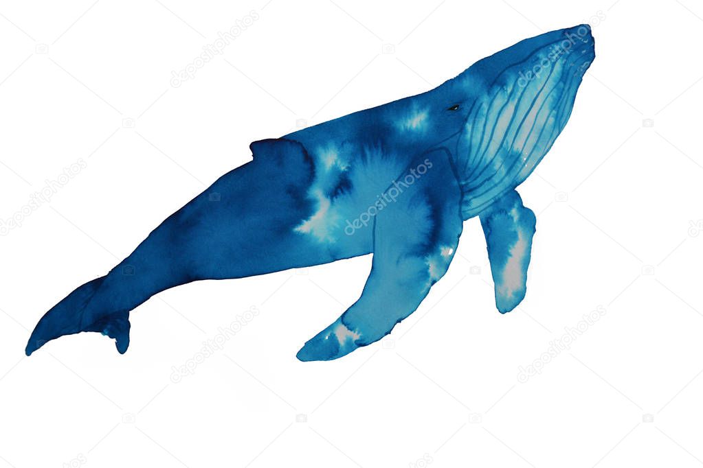 Blue watercolor whale sketch