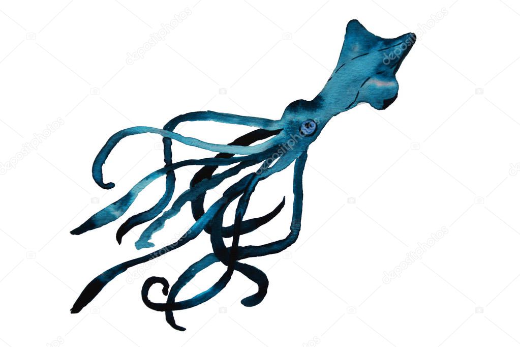 watercolor squid sketch illustration