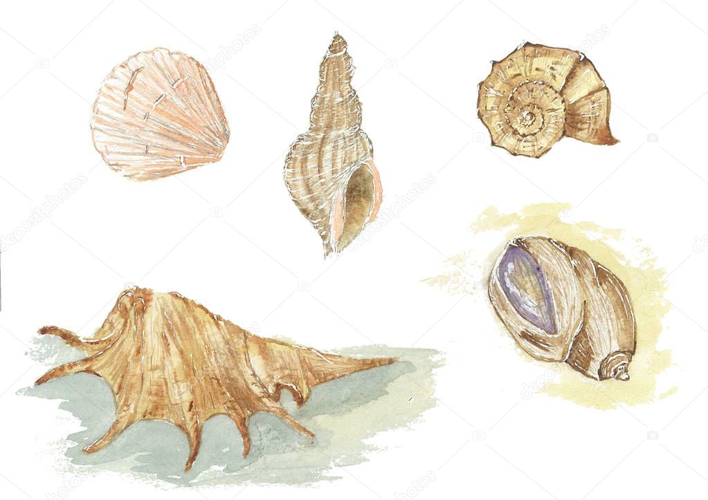Seashells watercolor sketch sea