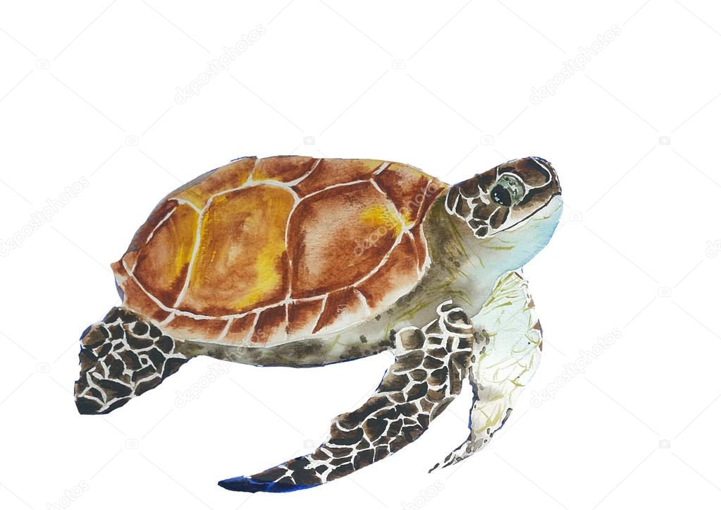 turtle watercolor sketch animal