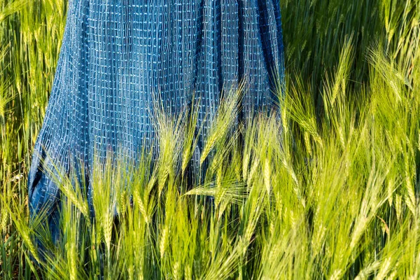 Romantic spring scene with blue skirt in green barley field. Hordeum vulgare — Stock Photo, Image