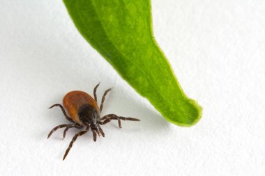 Yaprak yanındaki kene