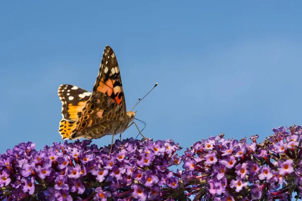 Farfalla all'inizio. Vanessa Cardui . — Foto Stock