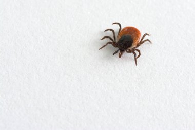 Beyaz arka planda büyük hint fasulyesi kenesi. Ixodes ricinus