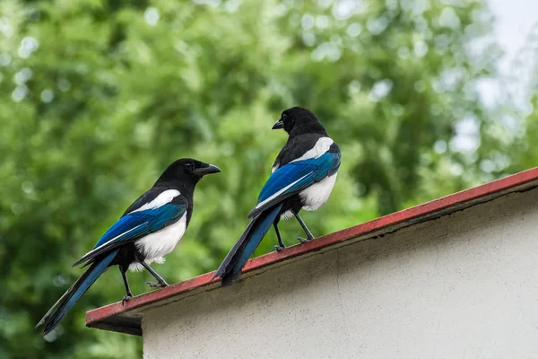 Zwei Verschwörer auf dem Dach. Eurasische Elster. pica pica. — Stockfoto