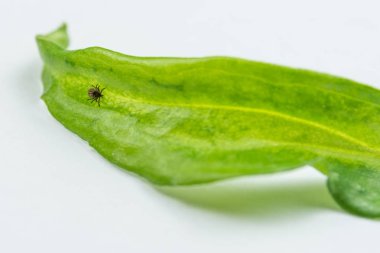 Küçük castor bean zamanında yeşil yaprak beyaz arka plan ile. Ixodes ricinus