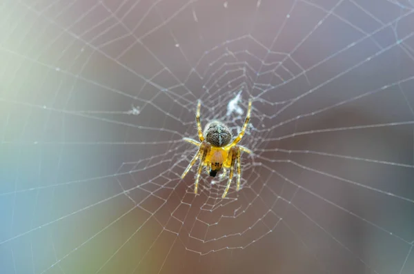 Young diadem spider on web. Araneus diadematus, Araneidae — Stock fotografie
