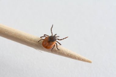 Kürdan üzerinde kene. Ixodes ricinus.