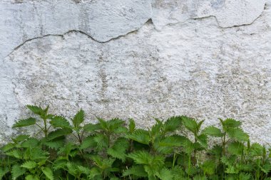 Yeşil bitkiler ile tarihsel taş duvar. Ortak ısırgan. Urtica dioica