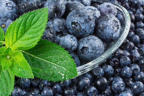 Küçük ve büyük yaban mersini