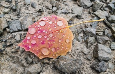 Hazel yaprak sırasında yağmur altında sonbahar renkleri