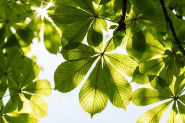 Kestane yaprakları ve güneşli gökyüzü. Aesculus hippocastanum