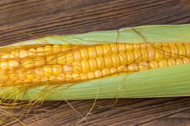 Close-up of corn cob in green husk. Zea mays clipart
