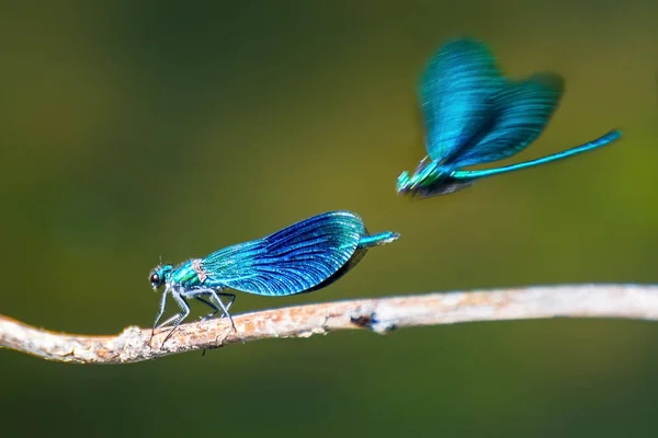 Zwei prächtige blaue Libellen auf einem verschwommenen grünen Hintergrund — Stockfoto