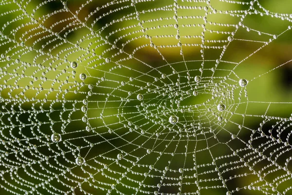 Detalle de hermosa telaraña con perlas de gotas de rocío — Foto de Stock