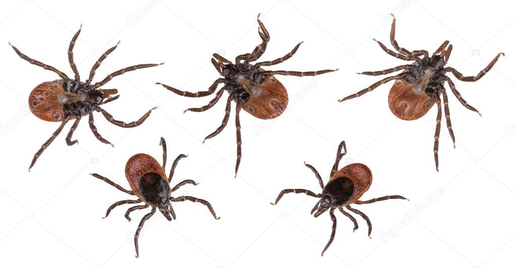Deer ticks collection closeup isolated on white background. Ixodes ricinus