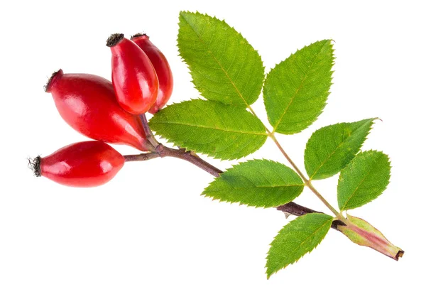 Small branch of wild rose with red briar fruits. Rosa canina — Stock Photo, Image