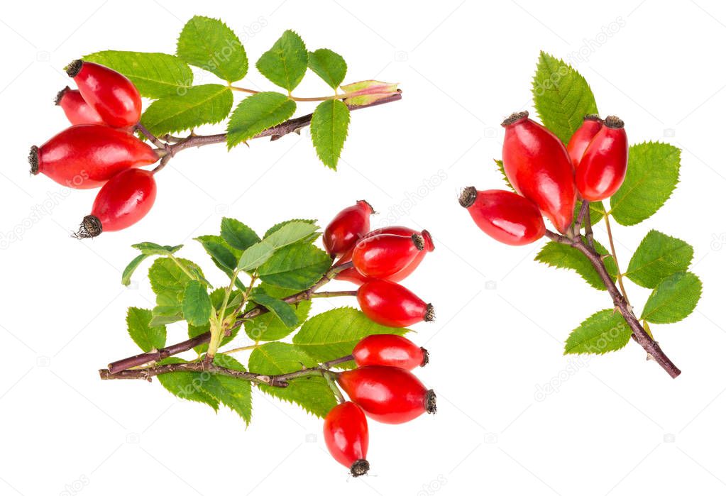 Small branches of wild rose with ripe briar fruits. Rosa canina