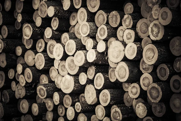 Armazenamento de troncos de árvores florestais brutas após a extração de madeira — Fotografia de Stock