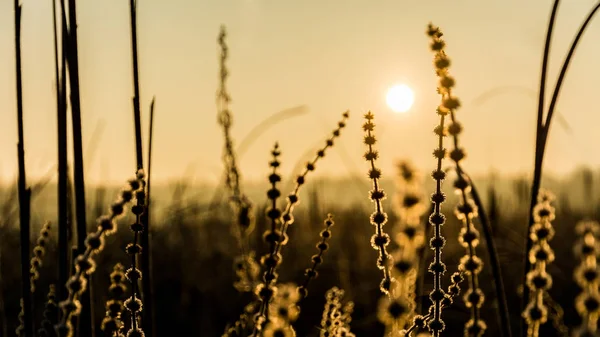 芦苇草与柔和的雾凇和初升的太阳。苔 echinata — 图库照片
