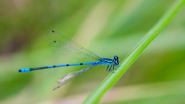 Prachtige blauw dragonfly op een onscherpe groene achtergrond. Juffers — Stockfoto
