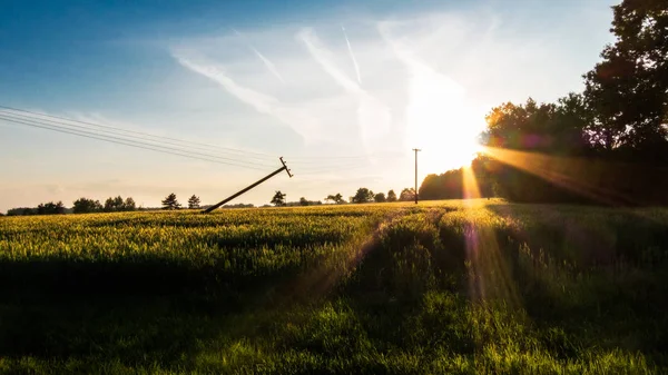 Cena rural tranquila à noite de campo de milho verde ao pôr do sol — Fotografia de Stock