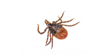 Beyaz bir arka plan üzerinde alttan kene. Ixodes ricinus