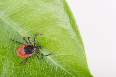 Yakın çekim yaprak yeşil zamanında castor bean. Ixodes ricinus
