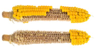 İki kısmen boş corncobs