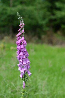 Yalnız yüksükotu vahşi dağ doğa içinde. Bayan eldiven. Digitalis purpurea