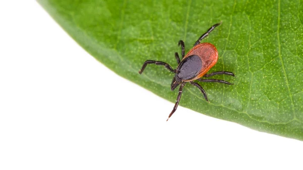 Castor bean tick na zielony liść. Kleszcz pospolity — Zdjęcie stockowe