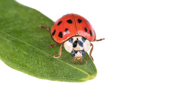 Röd nyckelpiga på ett grönt blad. Harmonia axyridis — Stockfoto