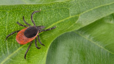 Castor bean zamanında yeşil bir arka plan. Ixodes ricinus