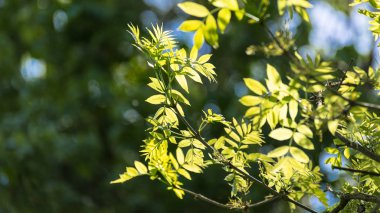 Siyah locust güneşli dalları. Robinia pseudoacacia
