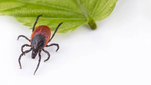 Castor bean tick when jumping from green leaf. Ixodes ricinus — Stock Photo, Image