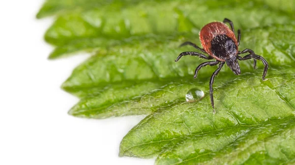 Natte castor bean teek op een decoratieve groene blad met een druppel regen. Schapenteek — Stockfoto