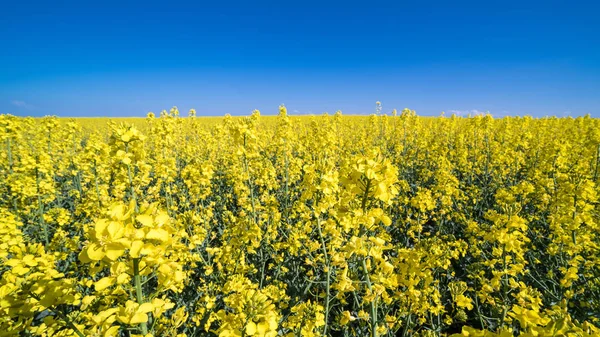 Květu řepky jarní krajiny. Brassica napus — Stock fotografie