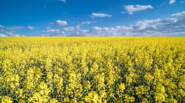 Çiçek açan kanola ve mavi gökyüzü bulutlu. Brassica napus