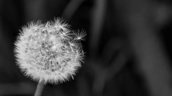 Primer plano de la cabeza de diente de león hinchada y esponjosa. Taraxacum officinale — Foto de Stock