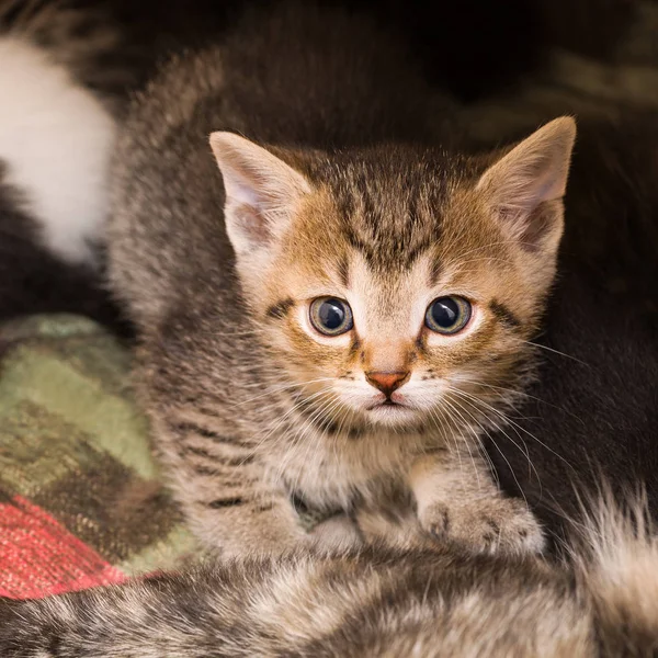 Nieuwsgierig angstig bruin tabby katje portret. Jonge huiskat close-up. Felis silvestris catus — Stockfoto