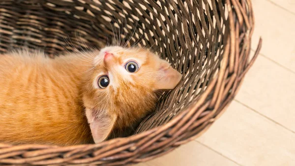 Zoete nieuwsgierige gember tabby kitten liggend in een rieten mandje. Huiskat. Felis silvestris catus — Stockfoto