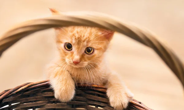 Cute sweet ginger tabby kitty with paws on wicker basket detail. Domestic cat. Felis silvestris catus — Stock Photo, Image