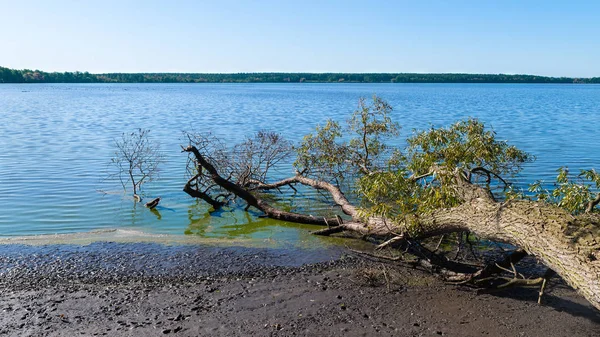 Panorama scenografico stagno con albero caduto e cielo azzurro chiaro — Foto Stock