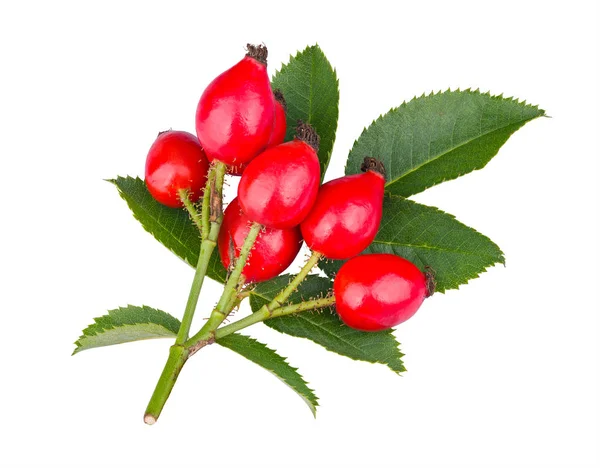 Wild red rose hips on thorny twig with green leaves isolated on white background. Rosa canina — Stock Photo, Image