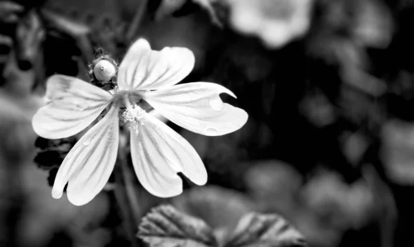 ロマンチックなクレンズビルの花と水滴と芽。黒と白の自然詳細。ゼラニウム — ストック写真