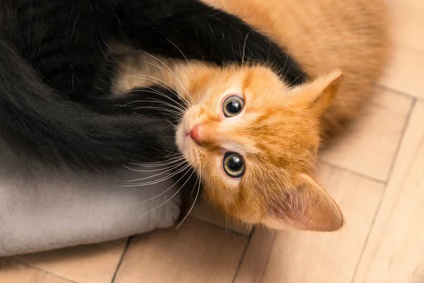 Two cute small kittens playing on floor. Domestic cats 8 weeks old. Felis silvestris catus — Stock Photo, Image