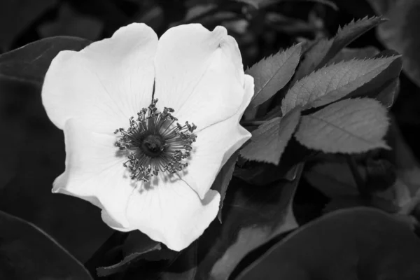Romantisk vår vild ros blommar detalj i svart och vitt. Rödspätta — Stockfoto